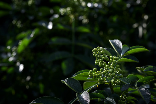 高清花椒素材