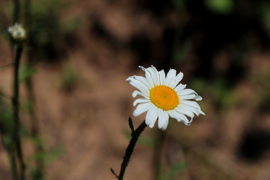 大滨菊