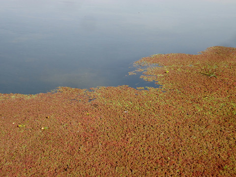 水上漂浮植物满江红