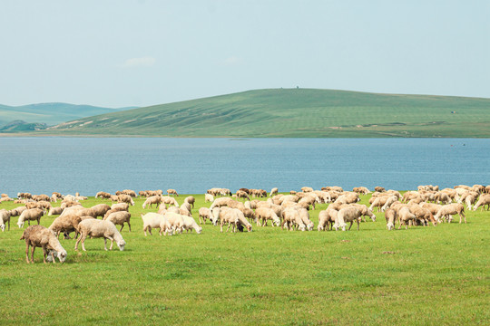 草原湖泊羊群吃草