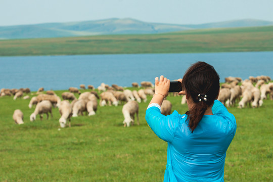 草原女人背影拍照羊群