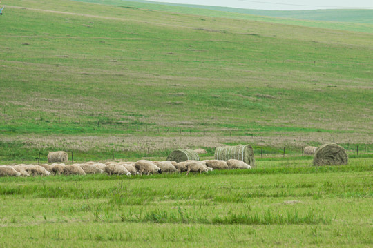 草原羊群牧场吃草