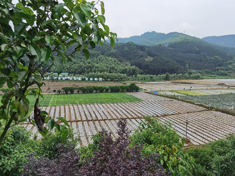 延平蔬菜种植基地