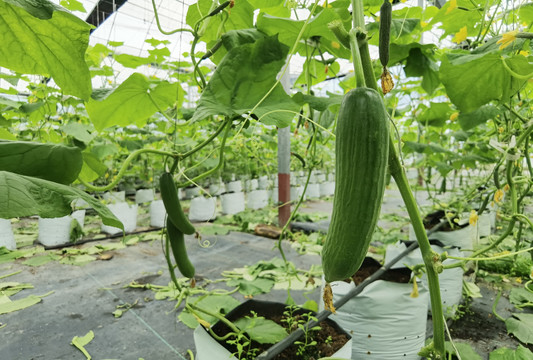 延平黄瓜种植基地