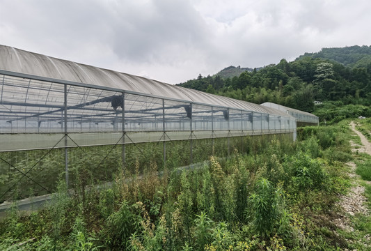 延平大棚蔬菜基地