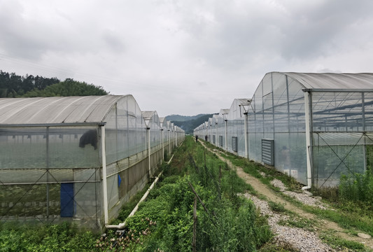 延平大棚蔬菜基地