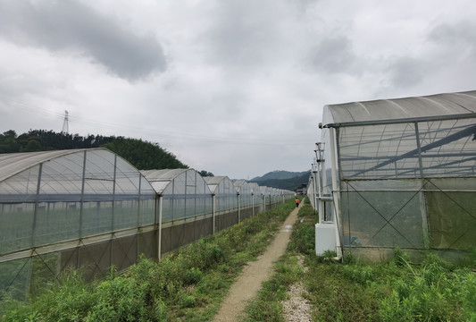 延平大棚蔬菜基地