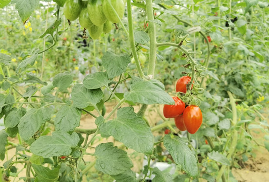 延平大棚番茄种植