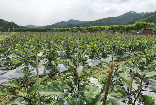 延平蔬菜基地