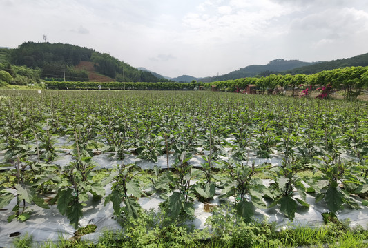 延平蔬菜基地