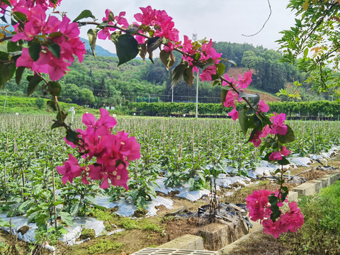 延平蔬菜基地