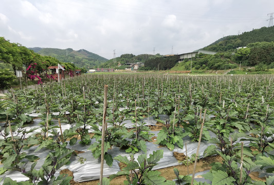 延平蔬菜基地