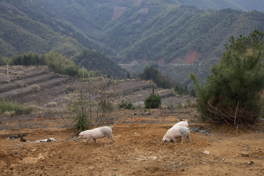 高山养殖生态猪