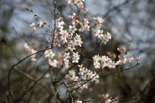 大山里的野樱花