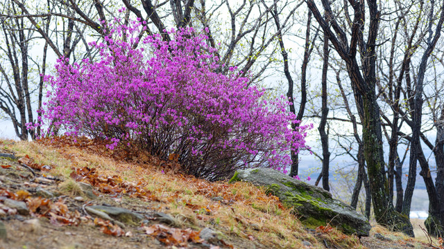 杜鹃花