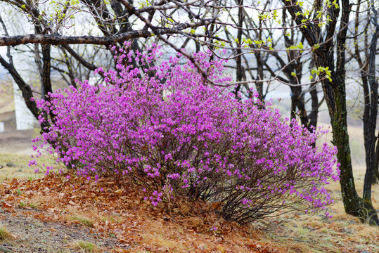 杜鹃花