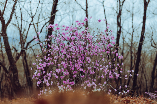 杜鹃花