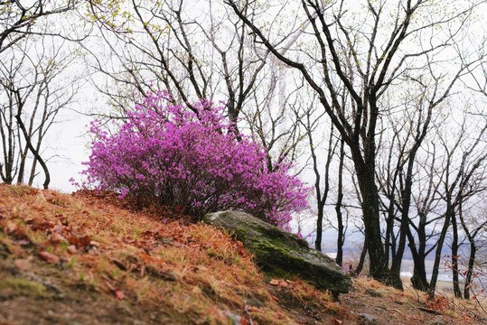 杜鹃花