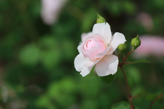 月季花特写