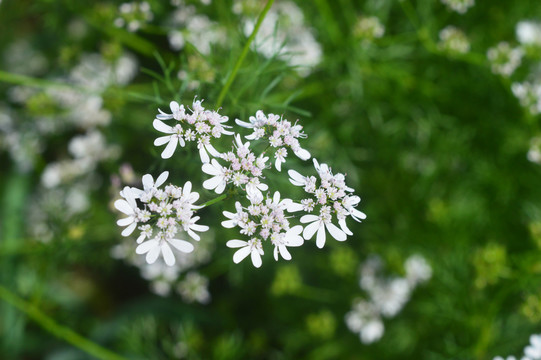 白色香菜花摄影图