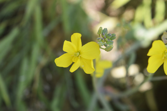 黄色青菜花摄影图