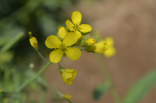 黄色青菜花摄影图