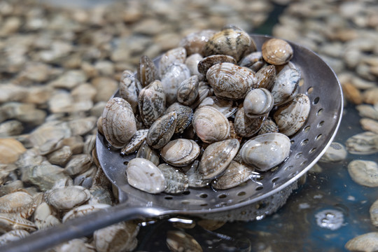 海鲜贝壳