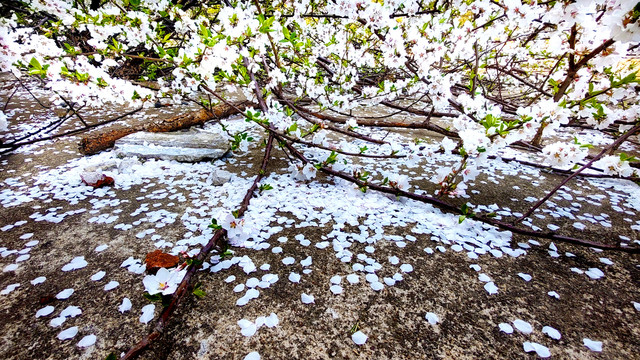 春雪