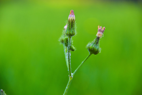 苦苣菜