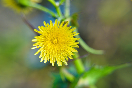 苦苣菜花