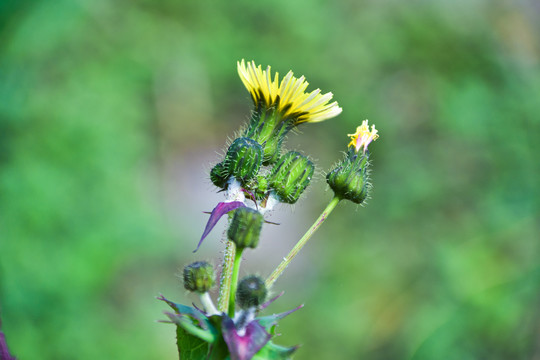 苦苣菜花