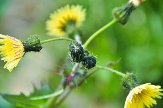 苦苣菜花