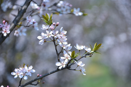 李花