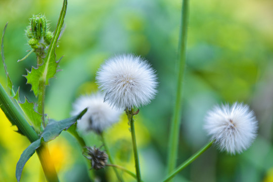 苦苣菜花