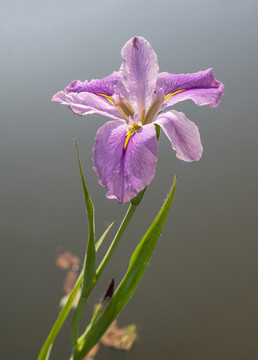 紫色鸢尾花