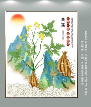 黃連插畫
