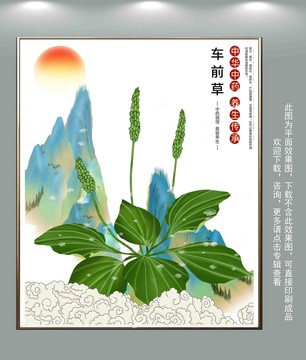 車前草插畫