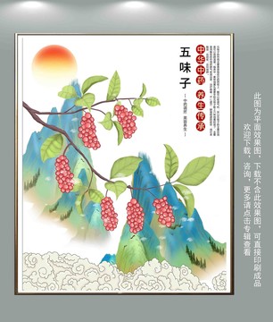 五味子插畫