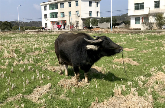 中景水牛