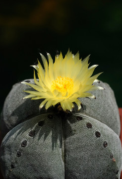 仙人球开花