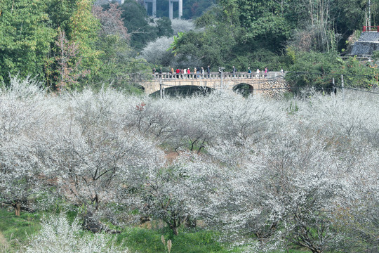 永泰梅李花