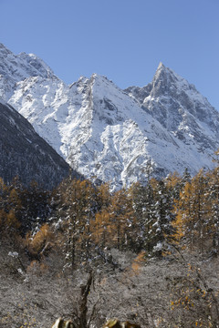 蓝天雪山森林自然风光