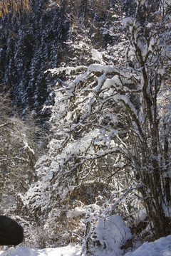 光影森林雪景