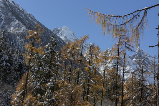 蓝天雪山森林自然风光