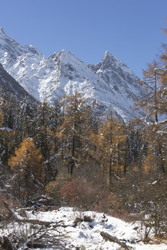 蓝天雪山森林自然风光