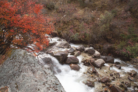 高山溪流红叶秋色