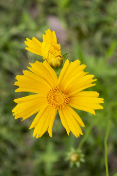 金鸡菊