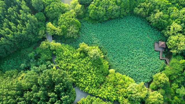 航拍上海寶山顧村公園荷花池