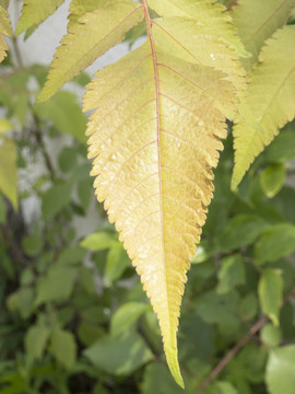 绿植背景墙