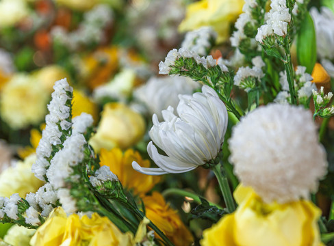 五台山寺庙鲜花清明节菊花